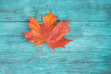 Red leaf on a rustic old blue wood background.Autumn