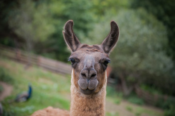 Obraz premium Portrait of beautiful cute funny lama at green blured background. Close up of brown lama in nature. Wild animal, copy space. Farm concept