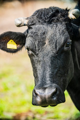 the cow in the meadow at sunny day