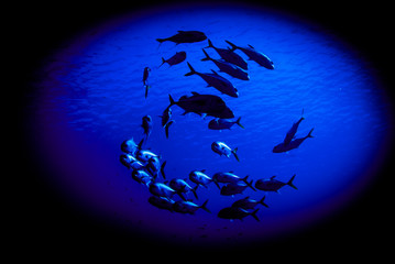 A silhouette shot of a small school of jacks cruising above a reef in the deep blue water of the Caribbean Sea