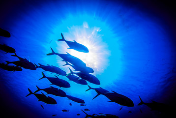 A silhouette shot of a small school of jacks cruising above a reef in the deep blue water of the Caribbean Sea