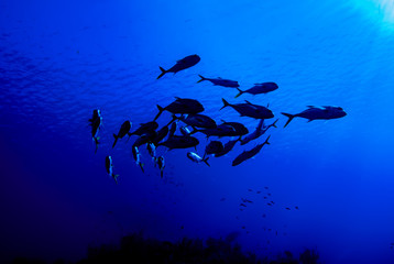 A silhouette shot of a small school of jacks cruising above a reef in the deep blue water of the Caribbean Sea