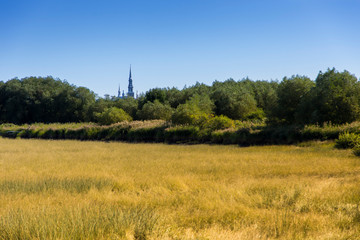 Field of yellow grass and church bell tower seen emerging from trees in the background, Cap-Saint-Ignace, Chaudière-Appalaches, region, Quebec, Canada