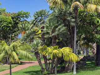 different types of palm close together on the canary island teneriffa