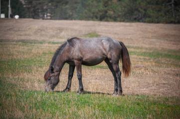 Cute small horse with long mane, standing and grazing in high grass at yellow and green background. Domestic animal