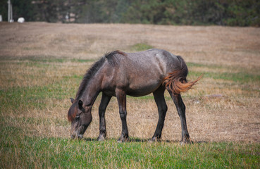 Fototapeta premium Cute small horse with long mane, standing and grazing in high grass at yellow and green background. Domestic animal
