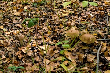  boletus are among the leaves in the forest