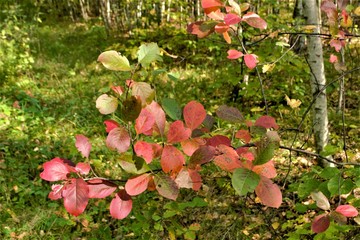 red and green aspen leaves on a branch .natural background