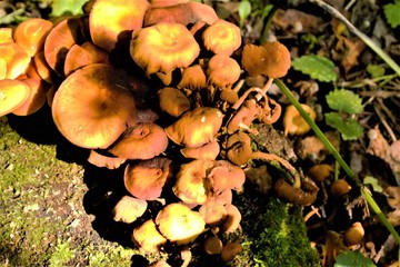 yellow poisonous mushrooms growing on an old stump