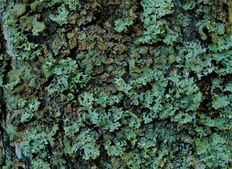 grey old birch bark with yellow lichen, texture