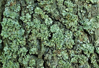 grey old birch bark with yellow lichen, texture