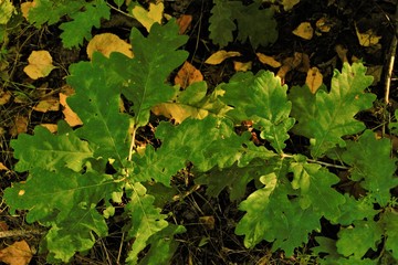 green leaves of a young tree .nature texture