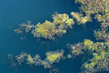Fototapeta na wymiar river (swamp) algae closeup.natural texture
