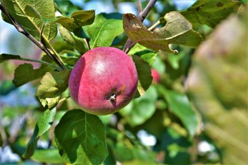 red Apple on a branch with green leaves