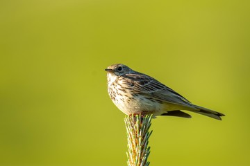 Macro of the tree pipit (Anthus trivialis) sitting on a spruce, green background