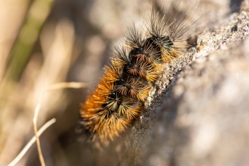 Caterpillar of the garden tiger moth or great tiger moth (Arctia caja)