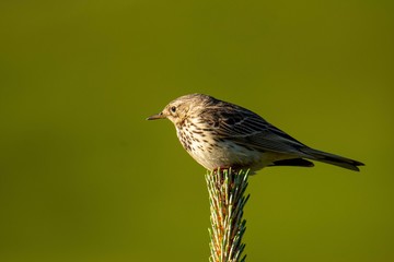 Macro of the tree pipit (Anthus trivialis) sitting on a spruce, green background