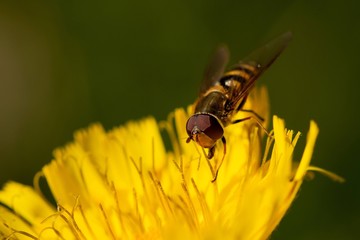 A striped fly, hover fly (syrphus) feeding on a yellow flower