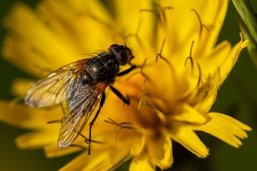 Macro of the noon fly (Mesembrina meridiana) sitting on a yellow flower