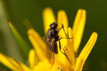 Macro of the noon fly (Mesembrina meridiana) sitting on a yellow flower
