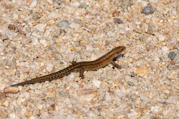 Macro of the viviparous lizard, Zootoca vivipara, lacerta vivipara on gravel