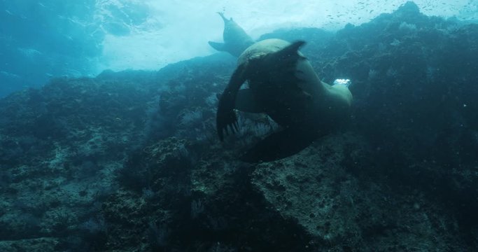 Californian sea lion (Zalophus californianus) swimming and playing in the reefs of los islotes in Espiritu Santo island at La paz,The world's aquarium. Baja California Sur,Mexico.