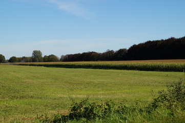 landscape with green field and blue sky