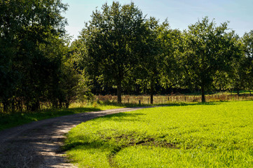 Obraz premium path in the park