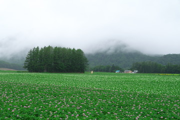 じゃが芋の花