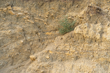 Bush of grass on a sheer sandy background. Life in the midst of drought.