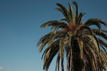 Fototapeta na wymiar Single Palm Tree Against Blue Sky