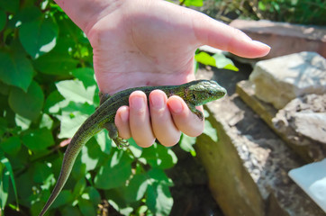 hand holding small green lizard on green background selective focus