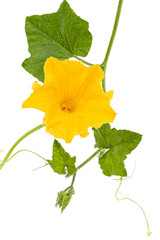 Yellow flower of pumpkin, isolated on white background