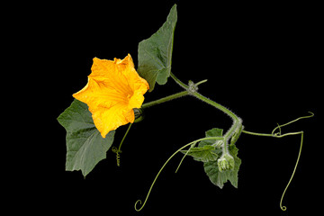 Yellow flower of pumpkin, isolated on black background