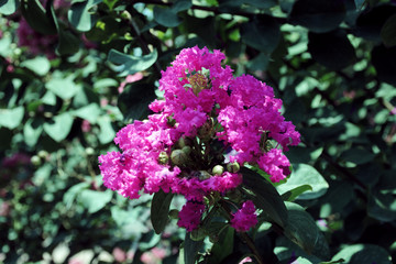 Beautiful pink flowers with their green leaves