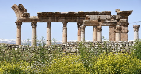 Fototapeta premium Ruinen von Baalbek hinter steinerner Mauer und blühenden Büschen im Vordergrund 