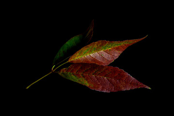 015-leaves-wdsm-13sep19-12x08-008-400-4045