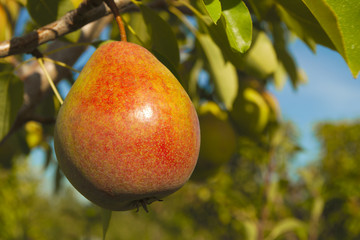yellow pear hanging in tree organic fruit orchard
