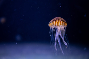 compass jellyfish