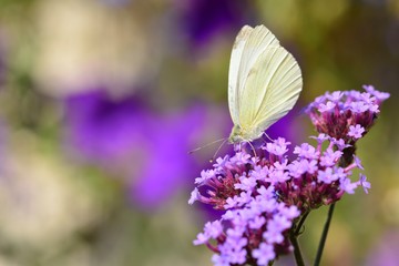 Cabbage butterfly, U.K. Macro image of an insect in Autumn.