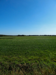 green field and blue sky