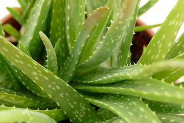 Obraz premium Cultivate aloe vera on home balcony, balcony ornamental plants,