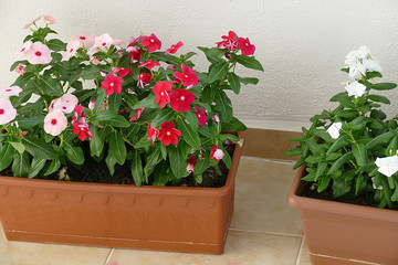 Fototapeta na wymiar Grow flowers in pots on home balcony, balcony ornamental plants,
