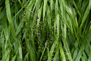 The spikes of Japanese forest grass (Hakonechloa macra)