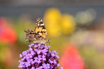 Painted Lady Butterfly, U.K. Macro image of an insect.