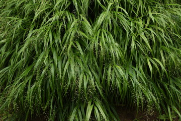 The spikes of Japanese forest grass (Hakonechloa macra)