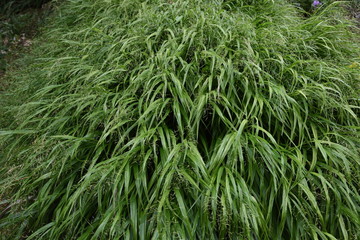 The spikes of Japanese forest grass (Hakonechloa macra)