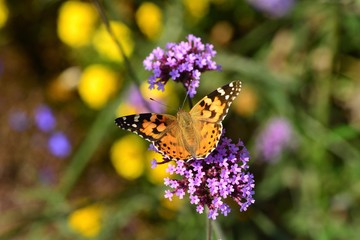 Painted Lady Butterfly, U.K. Macro image of a striking insect.