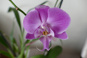 orchid flower, home ornamental plants, orchids in flower pots, close up,