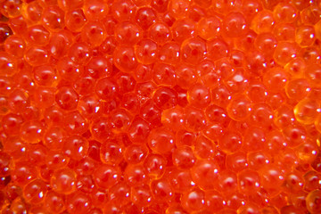 Red caviar in the glass jar close up macro
